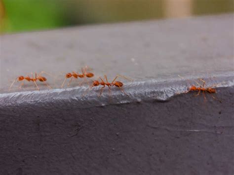 家裡螞蟻窩 動物方程式 老鼠